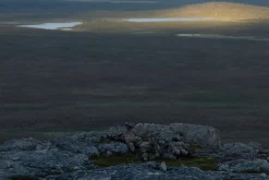 Varusteleka L4 Kenttätakki, MultiCam